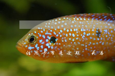 信用卡有过逾期 买房 信用卡有过逾期 买房